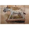 Image 2 : XL Life-sized HYENA on a Decorative Wall Base