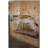 Image 3 : XL Life-sized HYENA on a Decorative Wall Base