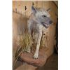 Image 4 : XL Life-sized HYENA on a Decorative Wall Base