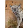 Image 5 : XL Life-sized HYENA on a Decorative Wall Base