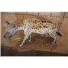 Image 6 : XL Life-sized HYENA on a Decorative Wall Base
