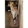 Image 7 : XL Life-sized HYENA on a Decorative Wall Base