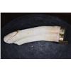 Image 5 : Scrimshawed HIPPOPOTAMUS Tusk or Tooth Featuring a Cape Buffalo by "Luciana" with a Brass Stand