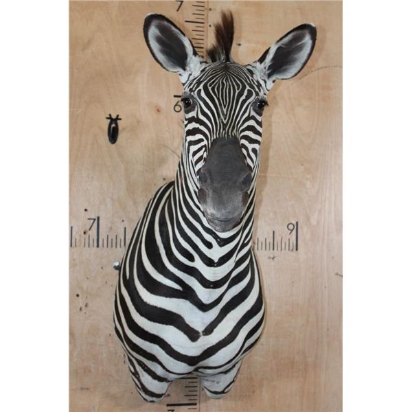 XL ZEBRA Shoulder Mount
