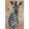 Image 1 : XL ZEBRA Shoulder Mount