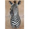 Image 2 : XL ZEBRA Shoulder Mount
