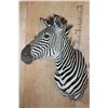 Image 3 : XL ZEBRA Shoulder Mount