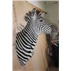 Image 4 : XL ZEBRA Shoulder Mount