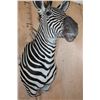 Image 5 : XL ZEBRA Shoulder Mount