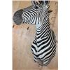 Image 6 : XL ZEBRA Shoulder Mount