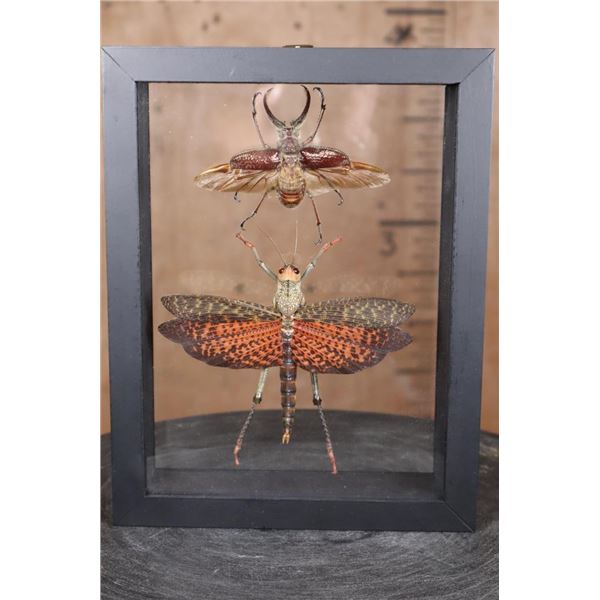 *Brand New* GIANT GRASSHOPPER and FOUR-EYED STAG BEETLE Specimens in a Glass Display Frame