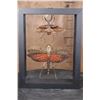 Image 1 : *Brand New* GIANT GRASSHOPPER and FOUR-EYED STAG BEETLE Specimens in a Glass Display Frame