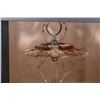Image 2 : *Brand New* GIANT GRASSHOPPER and FOUR-EYED STAG BEETLE Specimens in a Glass Display Frame