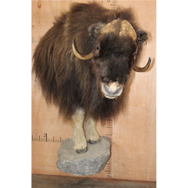 XL Half-body MUSK OX on a Rocky Wall Base