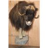 Image 1 : XL Half-body MUSK OX on a Rocky Wall Base