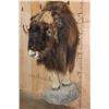 Image 2 : XL Half-body MUSK OX on a Rocky Wall Base