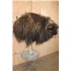 Image 3 : XL Half-body MUSK OX on a Rocky Wall Base
