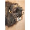 Image 4 : XL Half-body MUSK OX on a Rocky Wall Base