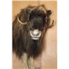 Image 5 : XL Half-body MUSK OX on a Rocky Wall Base