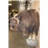 Image 6 : XL Half-body MUSK OX on a Rocky Wall Base