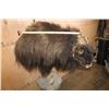 Image 7 : XL Half-body MUSK OX on a Rocky Wall Base