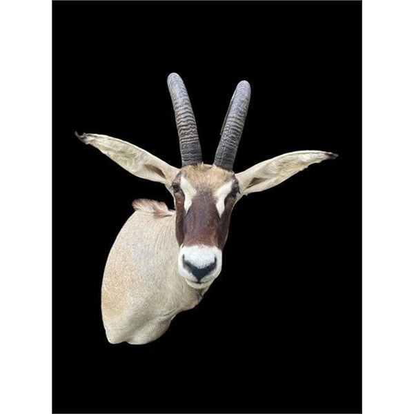 Monster World Record Southern ROAN Antelope (When "Taken")