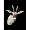Image 1 : Monster World Record Southern ROAN Antelope (When "Taken")