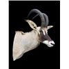 Image 3 : Monster World Record Southern ROAN Antelope (When "Taken")