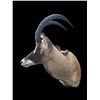Image 4 : Monster World Record Southern ROAN Antelope (When "Taken")