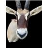 Image 5 : Monster World Record Southern ROAN Antelope (When "Taken")