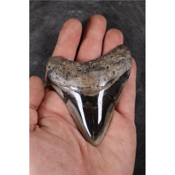 Big Polished MEGALODON Tooth Fossil Specimen