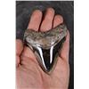 Image 1 : Big Polished MEGALODON Tooth Fossil Specimen