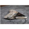 Image 2 : Big Polished MEGALODON Tooth Fossil Specimen