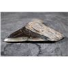 Image 3 : Big Polished MEGALODON Tooth Fossil Specimen