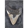Image 5 : Big Polished MEGALODON Tooth Fossil Specimen