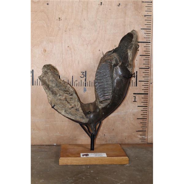 Fossilized MAMMOTH Jaw Specimen with a Huge Tooth on a Custom Stand