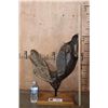 Image 3 : Fossilized MAMMOTH Jaw Specimen with a Huge Tooth on a Custom Stand