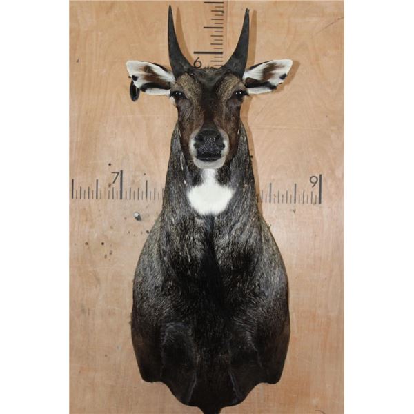 NILGAI Bull Shoulder Mount