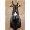 Image 1 : NILGAI Bull Shoulder Mount