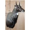 Image 2 : NILGAI Bull Shoulder Mount