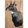 Image 3 : NILGAI Bull Shoulder Mount