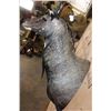 Image 4 : NILGAI Bull Shoulder Mount