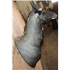 Image 5 : NILGAI Bull Shoulder Mount