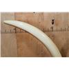 Image 11 : *TEXAS RESIDENTS ONLY* Massive Set of ELEPHANT IVORY TUSKS on Wood Bases