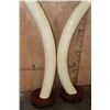Image 12 : *TEXAS RESIDENTS ONLY* Massive Set of ELEPHANT IVORY TUSKS on Wood Bases