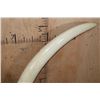 Image 13 : *TEXAS RESIDENTS ONLY* Massive Set of ELEPHANT IVORY TUSKS on Wood Bases