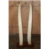Image 15 : *TEXAS RESIDENTS ONLY* Massive Set of ELEPHANT IVORY TUSKS on Wood Bases