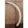 Image 2 : *TEXAS RESIDENTS ONLY* Massive Set of ELEPHANT IVORY TUSKS on Wood Bases