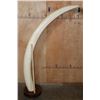 Image 3 : *TEXAS RESIDENTS ONLY* Massive Set of ELEPHANT IVORY TUSKS on Wood Bases