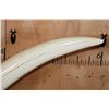Image 4 : *TEXAS RESIDENTS ONLY* Massive Set of ELEPHANT IVORY TUSKS on Wood Bases